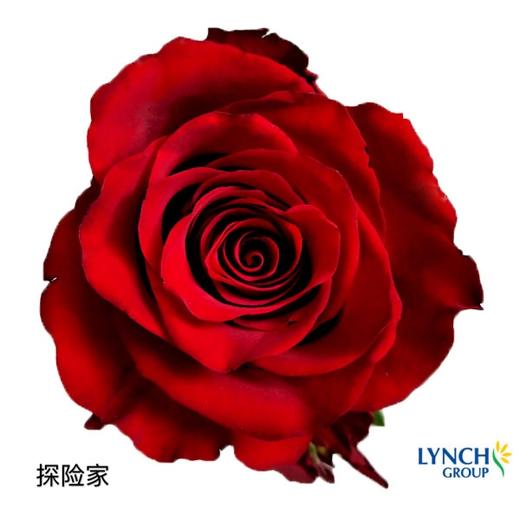【林奇玫瑰】探险家,10支/扎,60-70公分 - 南粤floever鲜花量贩