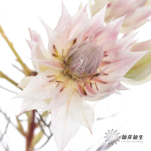 配花 | 新娘花 商品图2