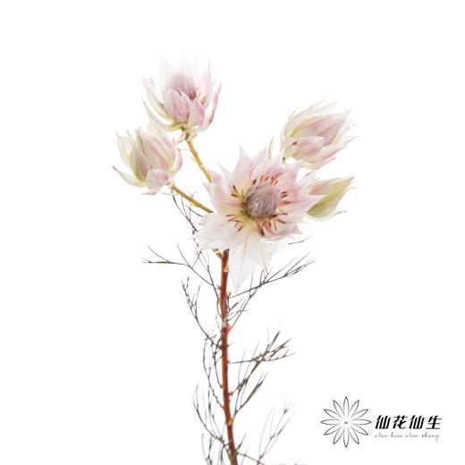 配花 | 新娘花 商品图5