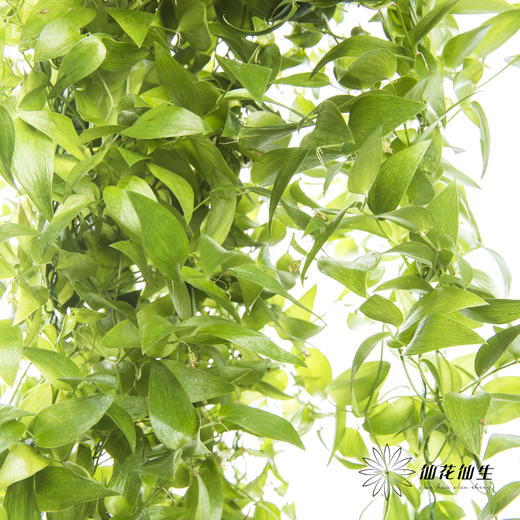 叶材 | 阔叶舞竹 商品图4