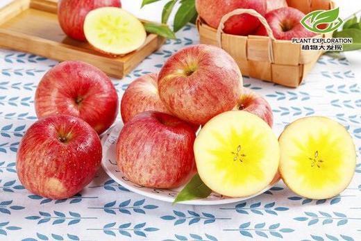 云南丽江宁蒗糖心苹果 商品图3