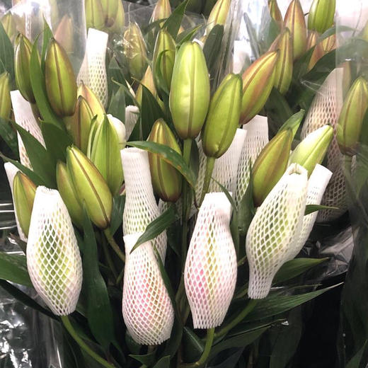 重瓣百合 伊莎贝拉 两头AB 商品图1