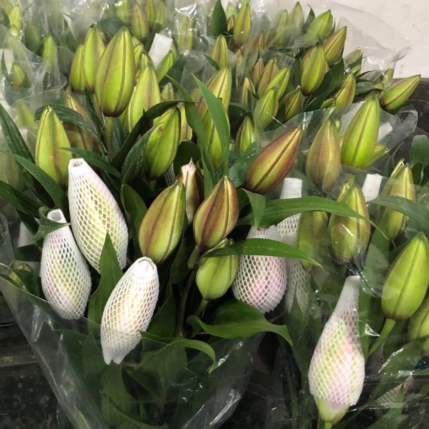 重瓣百合 伊莎贝拉 两头AB