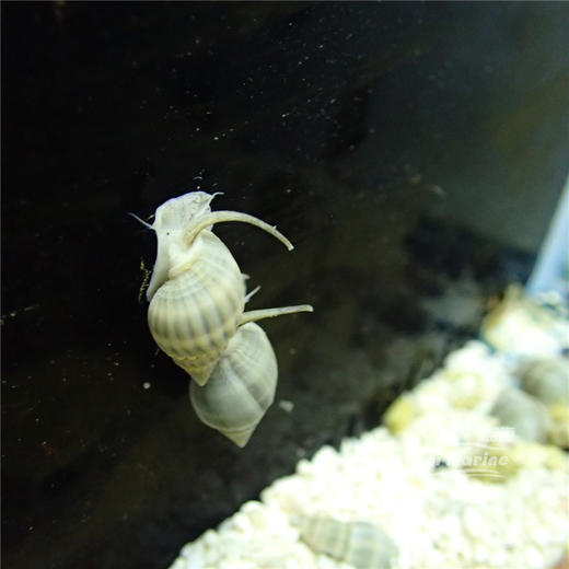 长鼻翻砂螺 商品图1