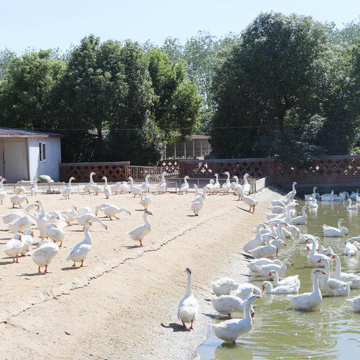 【买一送一 加送鹅心】五亭鹅鹅肉900g/盒【025】 商品图3