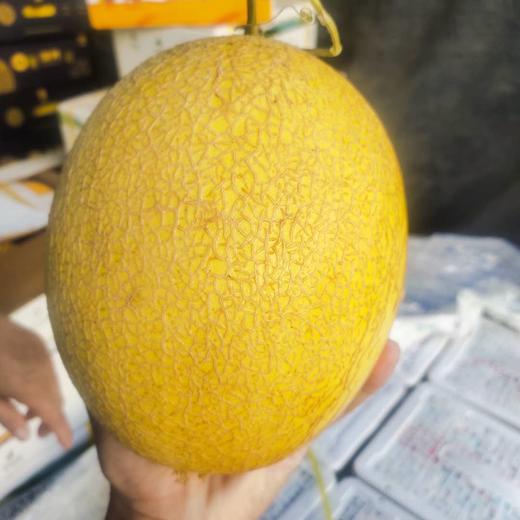 新疆阿依朵蜜瓜 至爱哈密瓜 脆甜可口 2颗/箱/约3.2kg 圆通包邮