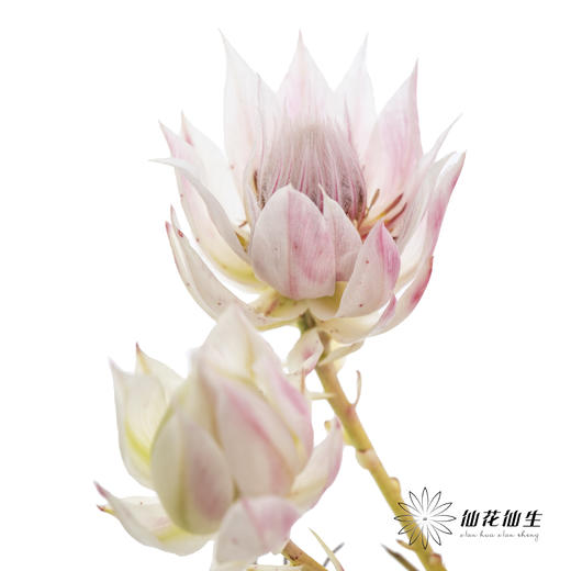 配花 | 新娘花 商品图0