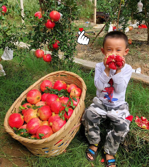 软籽石榴（云南） 商品图3