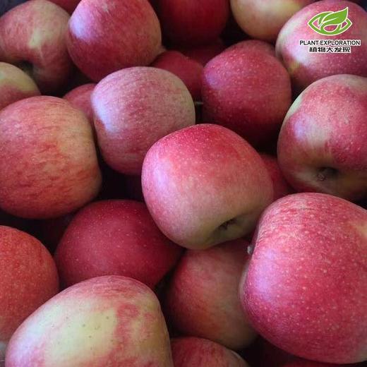 云南丽江宁蒗糖心苹果 商品图2