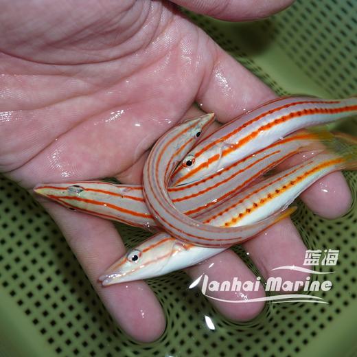 红线铅笔龙 商品图4