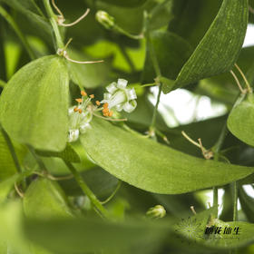 叶材 | 阔叶舞竹