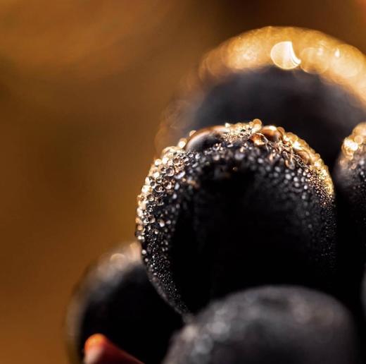 Bérêche et Fils Côte Grand Cru 2016 贝海诗山谷香槟 2016 商品图4