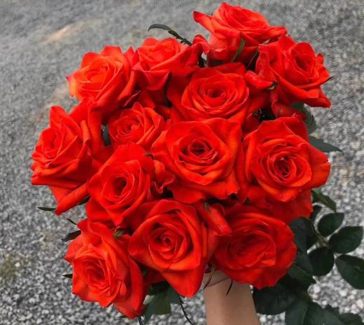 玫瑰摩羯座魔蝎座枝叶醒目少刺