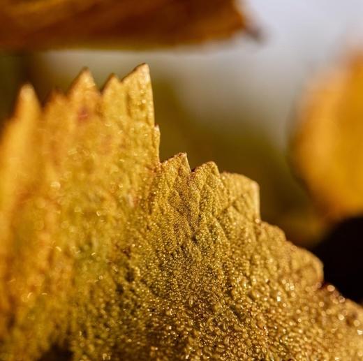 Bérêche et Fils Côte Grand Cru 2016 贝海诗山谷香槟 2016 商品图7