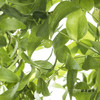叶材 | 阔叶舞竹 商品缩略图1