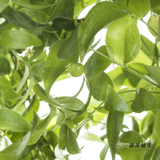 叶材 | 阔叶舞竹 商品图1