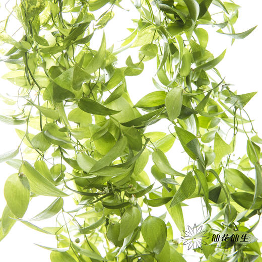 叶材 | 阔叶舞竹 商品图3