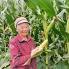 【山西静乐黄糯玉米10根】甜糯鲜嫩，真空锁鲜包装，高压灭菌，粗粮早餐的不二选择！ 商品缩略图7