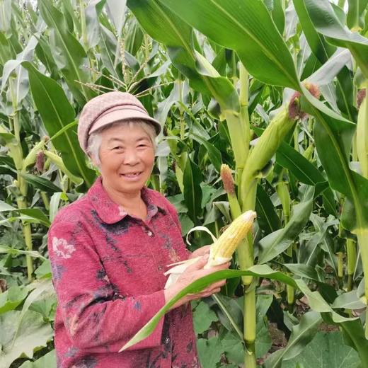 【山西静乐黄糯玉米10根】甜糯鲜嫩，真空锁鲜包装，高压灭菌，粗粮早餐的不二选择！ 商品图7