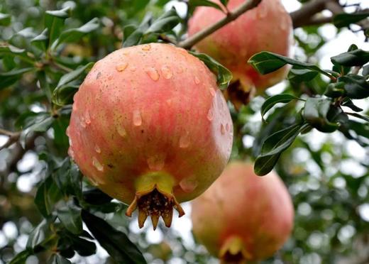 多规格08188 商品图0