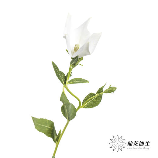 配花 | 中国桔梗白色 商品图1