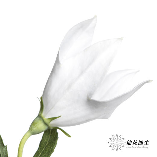 配花 | 中国桔梗白色 商品图2