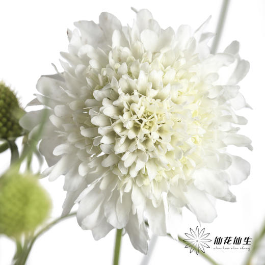 配花 | 松虫草白色 商品图4