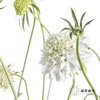 配花 | 松虫草白色 商品缩略图3