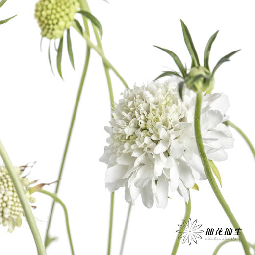 配花 | 松虫草白色 商品图3