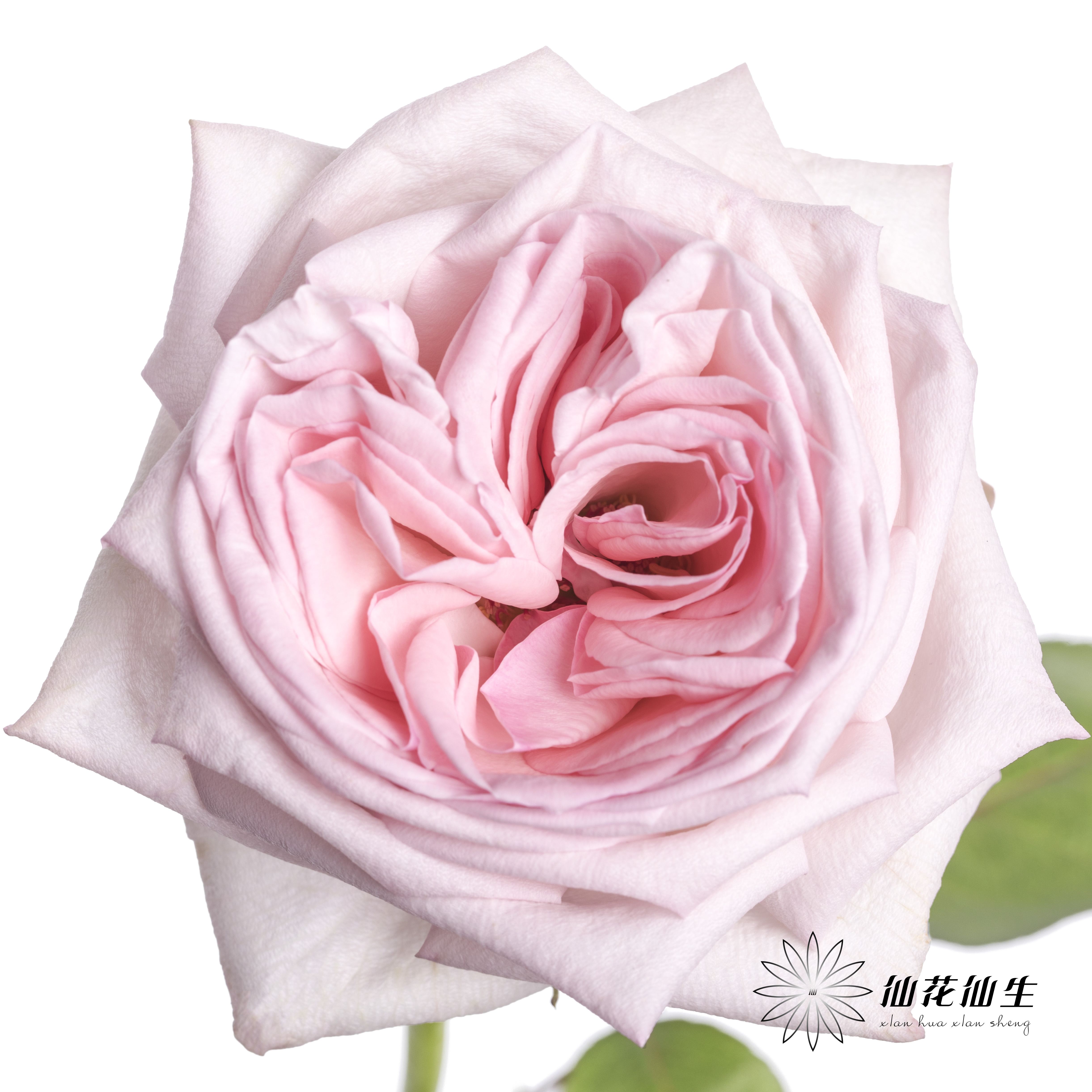 单头玫瑰 | 粉色荔枝（运输会有轻微机械损伤 介意者慎拍）