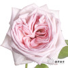 单头玫瑰 | 粉色荔枝（运输会有轻微机械损伤 介意者慎拍） 商品缩略图0