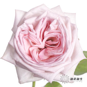 单头玫瑰 | 粉色荔枝（运输会有轻微机械损伤 介意者慎拍）