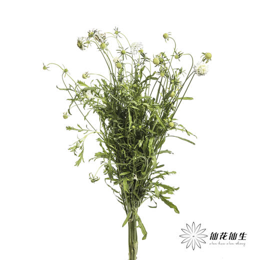 配花 | 松虫草白色 商品图1
