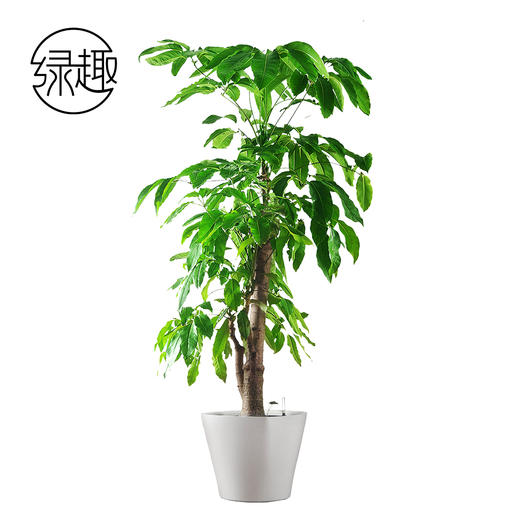 发财树家装 商品图0