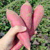 陕西沙地板栗红薯，喷香粉甜，细腻无筋！ 商品缩略图5