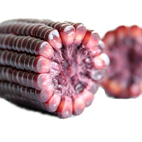 【经典黑糯14条家庭装/小号黑糯14根 】玉米兄弟有机紫黑玉米，无化学肥药无添加剂非转基因有机认证 商品图1