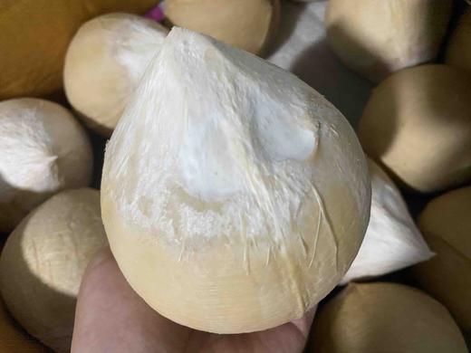 泰国椰皇/奶椰，新鲜椰汁， 果香浓郁，大部分区域顺丰包邮 商品图4