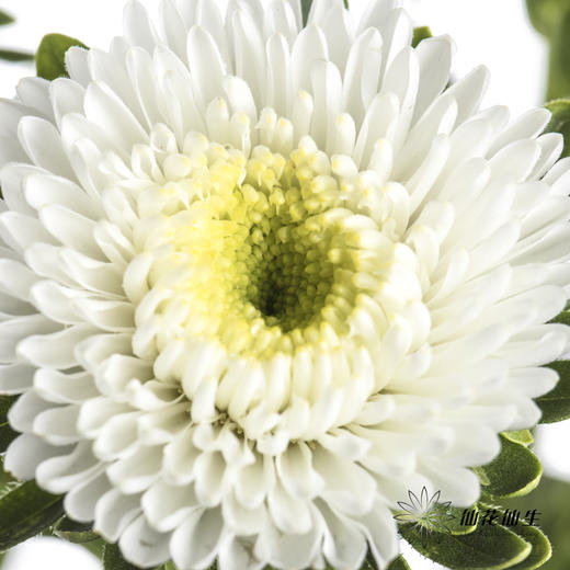 配花 | 翠菊白色 商品图3