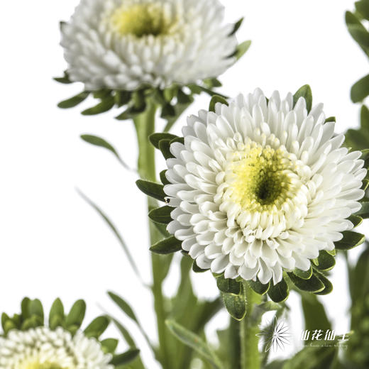 配花 | 翠菊白色 商品图0
