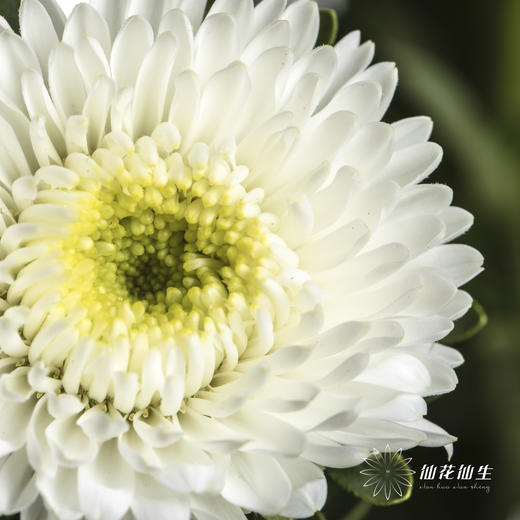 配花 | 翠菊白色 商品图5