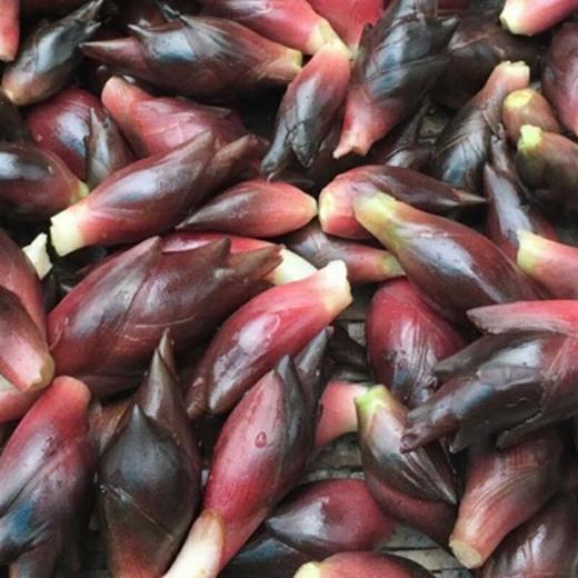 五峰元藿 阳荷 野生新鲜洋荷姜2kg