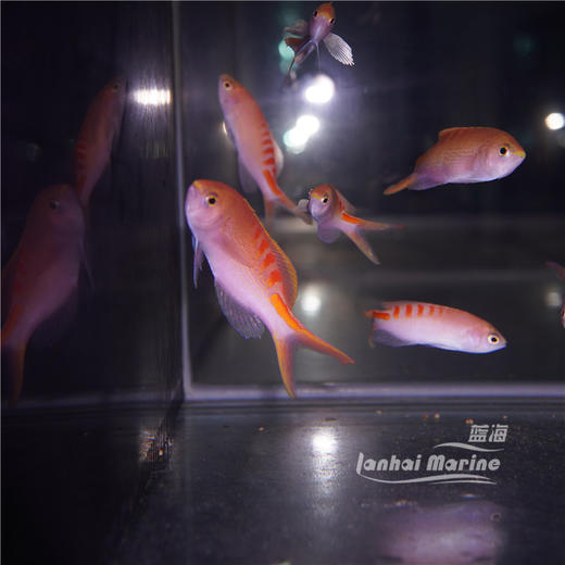 虎纹宝石 商品图2