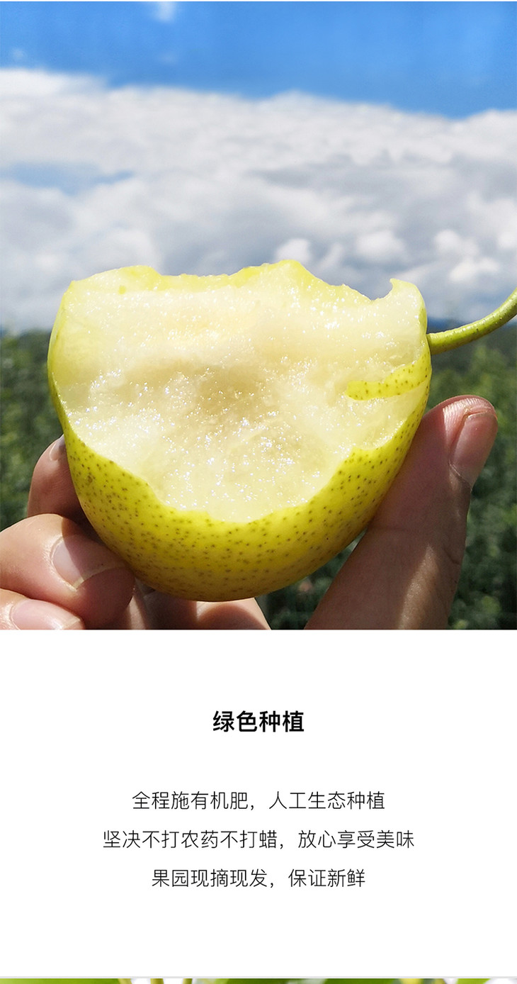 雪山小蜜梨5斤装汁多酥蜜包邮