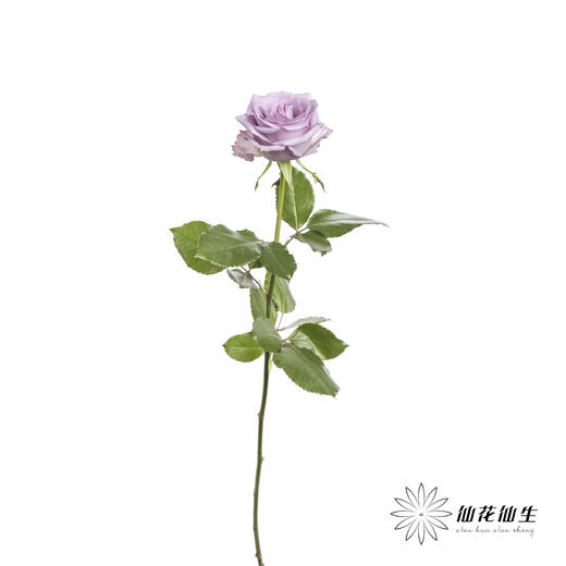 单头玫瑰 | 海洋之歌 商品图3