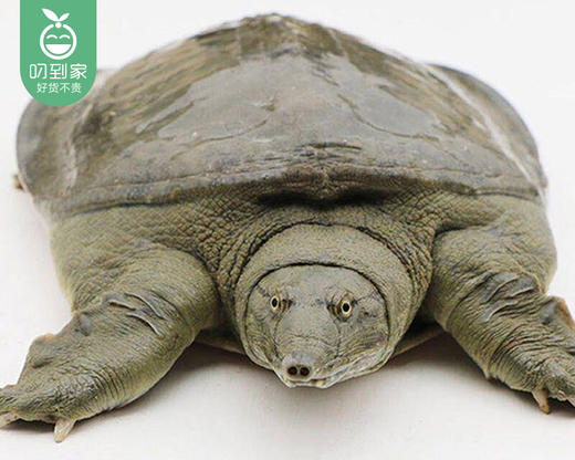 活杀甲鱼/1只（400-450g） 商品图2