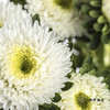 配花 | 翠菊白色 商品缩略图2