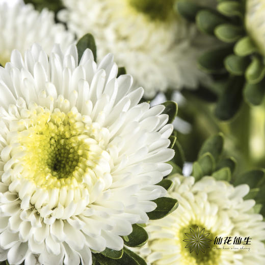 配花 | 翠菊白色 商品图2