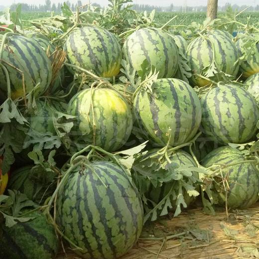 38/斤】 正宗东北黑土地甜王西瓜 甜到炸裂
