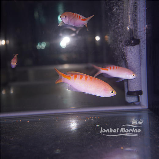 虎纹宝石 商品图3