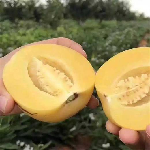 云南石林人参果 不同大小净重5斤 全国包邮 商品图4